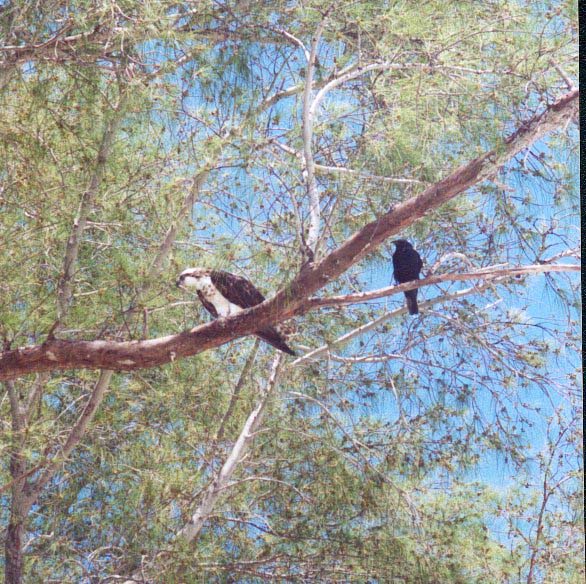 image001