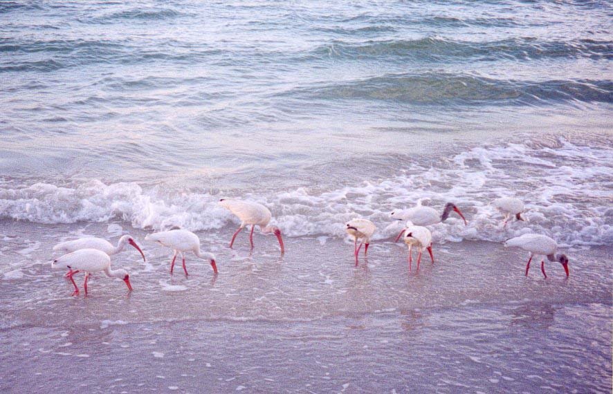 image003